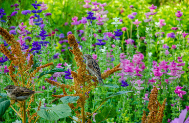 A sparrow is sitting in a garden among flowers on a summer day.