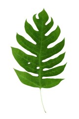 big leaf on white background created with Generative AI