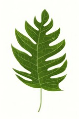 big leaf on white background created with Generative AI