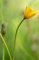 Yellow anemone, Anemone palmata. Close up view of a nice yellow flower isolated on natural background.