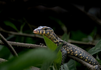 Varanus Salvator on the tree
