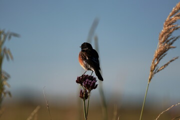 Beautiful Single African Stonechat perched on a Twig and purple flowers in the bush veld calling for a mate with stunning blurred background with copyspace. Taken in Rietvlei nature reserve
