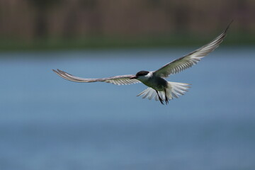 Wild birds in flight fighting for sitting place on a branch of a dead tree, shouting and screaming aggressively. Taken in a nature reserve of South Africa at a local water hole or a dam 