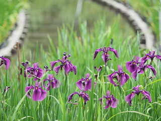 綺麗に咲いている水生植物の花