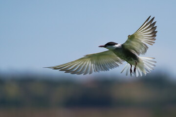 Wild birds in flight fighting for sitting place on a branch of a dead tree, shouting and screaming aggressively. Taken in a nature reserve of South Africa at a local water hole or a dam 