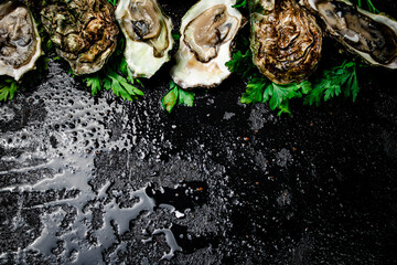 Fresh oysters with greens. On a black background.