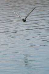 Wild birds in flight fighting for sitting place on a branch of a dead tree, shouting and screaming aggressively. Taken in a nature reserve of South Africa at a local water hole or a dam 