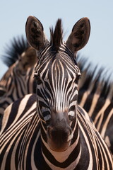 Fototapeta na wymiar A Striped Zebra with a beautiful mane grazing in the grass and walking with the herd looking for grazing field during the winter months of Rietvlei nature reserve of South Africa