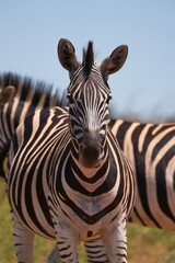 A Striped Zebra with a beautiful mane grazing in the grass and walking with the herd looking for grazing field during the winter months of Rietvlei nature reserve of South Africa