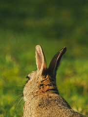 Alert Rabbit