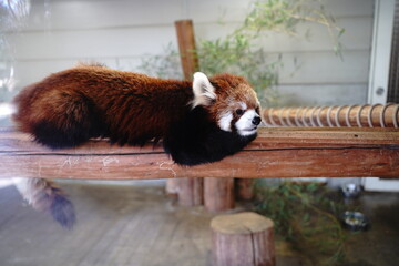 羽村動物園、はむら、動物園、zoo、埼玉、日本、