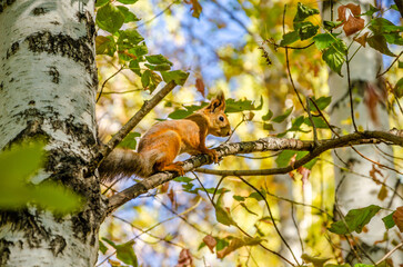A squirrel sits on a tree on a summer day.