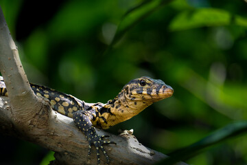 Varanus Salvator on the tree
