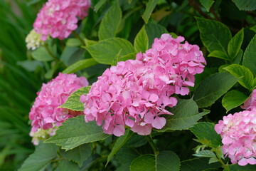 blooming flower of hydrangea tree