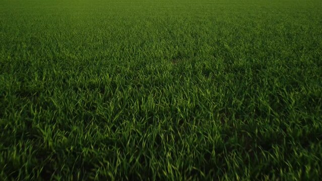 Plantation aerial plan. Low-altitude drone flight over a green field. Moving texture background.