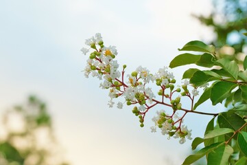 Obraz premium white crape myrtle flower in full blooming