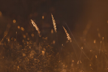 Reed in the sunset light. Bible concept.