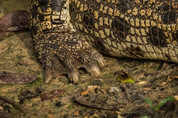 A claws of a large Saltwater Crocodile in a muddy brown river in Borneo island