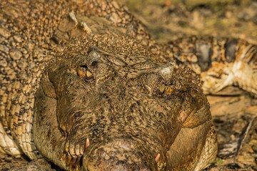 A portrait of a large Saltwater Crocodile in a muddy brown river in Borneo island