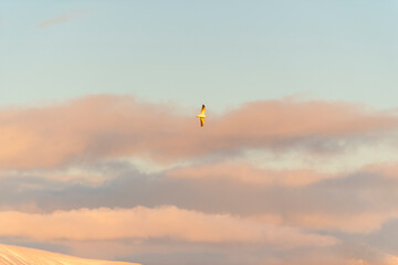 imagen de una gaviota volando por el cielo azul con algunas nubes 