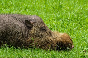 A portrait of a large Bearded Pig in the BakoNational park of Sarawak in Malaysian Borneo.