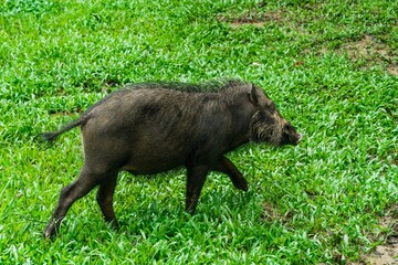 A portrait of a large Bearded Pig in the BakoNational park of Sarawak in Malaysian Borneo.