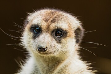 Fototapeta premium Close-up portrait of a meerkat standing and watching around for hunters. Meerkat are living in Africa.