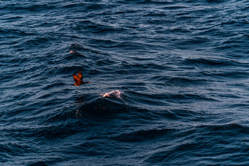 imagen de una gaviota volando sobre el mar iluminada por la puesta de sol