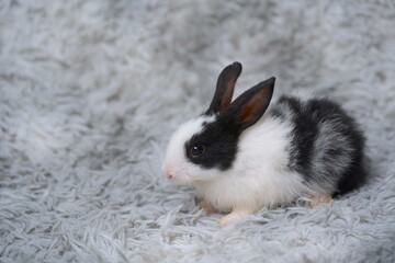 white rabbit on a black background