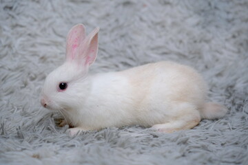 white rabbit on the ground