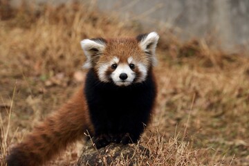 カメラ目線のレッサーパンダの子供