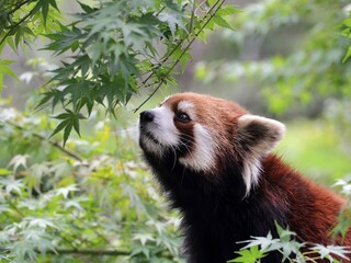 紅葉の木の上で見上げるレッサーパンダ