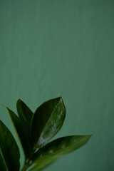 Zamioculcas plant standing on a green background indoors. House plant