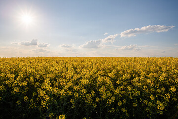 Yellow rapeseed field at the sunset.