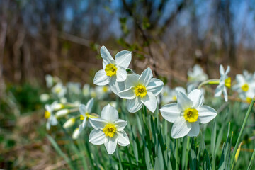 White daffodils on a natural background in early spring.