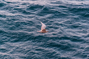 imagen de una gaviota volando sobre el mar