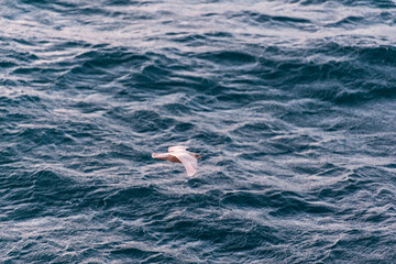 Fototapeta na wymiar imagen de una gaviota volando sobre el mar 