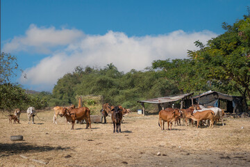 Beautiful healthy Cow brown color standing on the agricultural farm area in the countryside of Thailand.