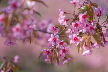 Fototapeta na wymiar Beautiful Wild Himalayan, Cherry pink blossom Sakura flowers, or Prunus Cerasoides full bloom in the natural forest in high mountain area in winter of Northern Thailand.