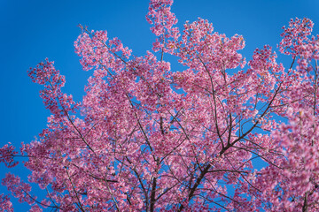 Beautiful Wild Himalayan, Cherry pink blossom Sakura flowers, or Prunus Cerasoides full bloom in the natural forest in high mountain area in winter of Northern Thailand.