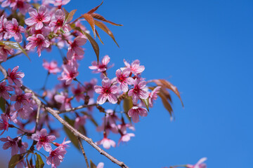 Beautiful Wild Himalayan, Cherry pink blossom Sakura flowers, or Prunus Cerasoides full bloom in the natural forest in high mountain area in winter of Northern Thailand.