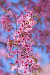 Obraz premium Beautiful Wild Himalayan, Cherry pink blossom Sakura flowers, or Prunus Cerasoides full bloom in the natural forest in high mountain area in winter of Northern Thailand.