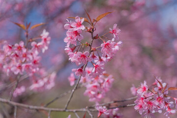 Fototapeta na wymiar Beautiful Wild Himalayan, Cherry pink blossom Sakura flowers, or Prunus Cerasoides full bloom in the natural forest in high mountain area in winter of Northern Thailand.