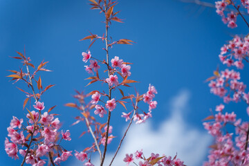Beautiful Wild Himalayan, Cherry pink blossom Sakura flowers, or Prunus Cerasoides full bloom in the natural forest in high mountain area in winter of Northern Thailand.