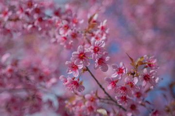 Beautiful Wild Himalayan, Cherry pink blossom Sakura flowers, or Prunus Cerasoides full bloom in the natural forest in high mountain area in winter of Northern Thailand.