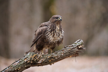 Buzzard perched on a branch
