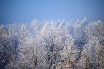 Winter rime and snow covered tree tops against blue sky with some snow fall