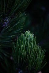 Fototapeta premium Needles of needles on a dark background