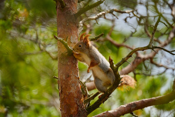 Red squirrel on a tree