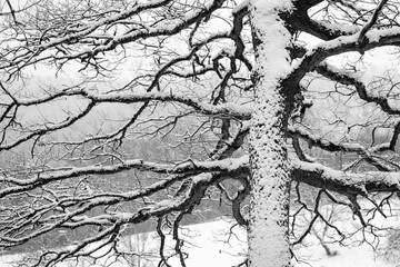 Old oak tree (quercus) covered with frozen snow on a cold winters day in Sauerland Germany. Frosted twigs misty and foggy scenery. Black and white greyscale with high contrast. Seasons greetings card.